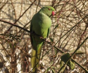 ワカケホンセイインコ – Machi Eco – まちエコ –